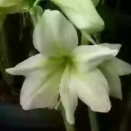 Lemon Star